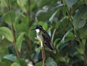 Colibri à queue grise