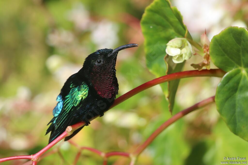 Colibri madère