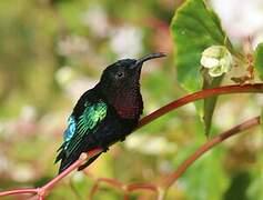 Purple-throated Carib