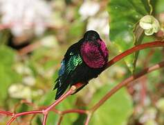 Purple-throated Carib