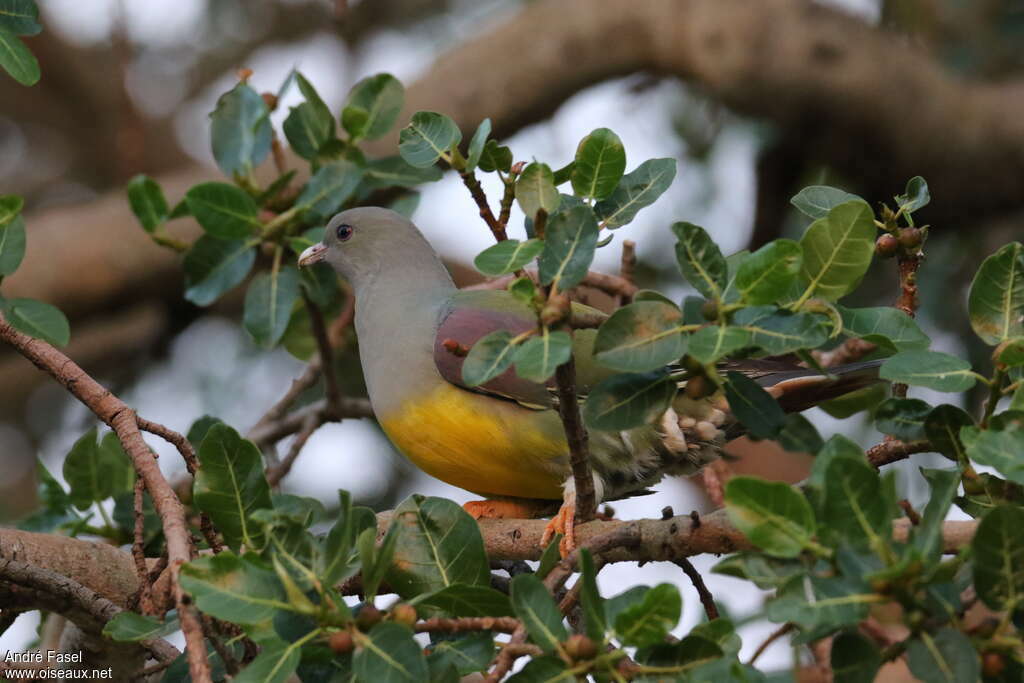 Bruce's Green Pigeonadult