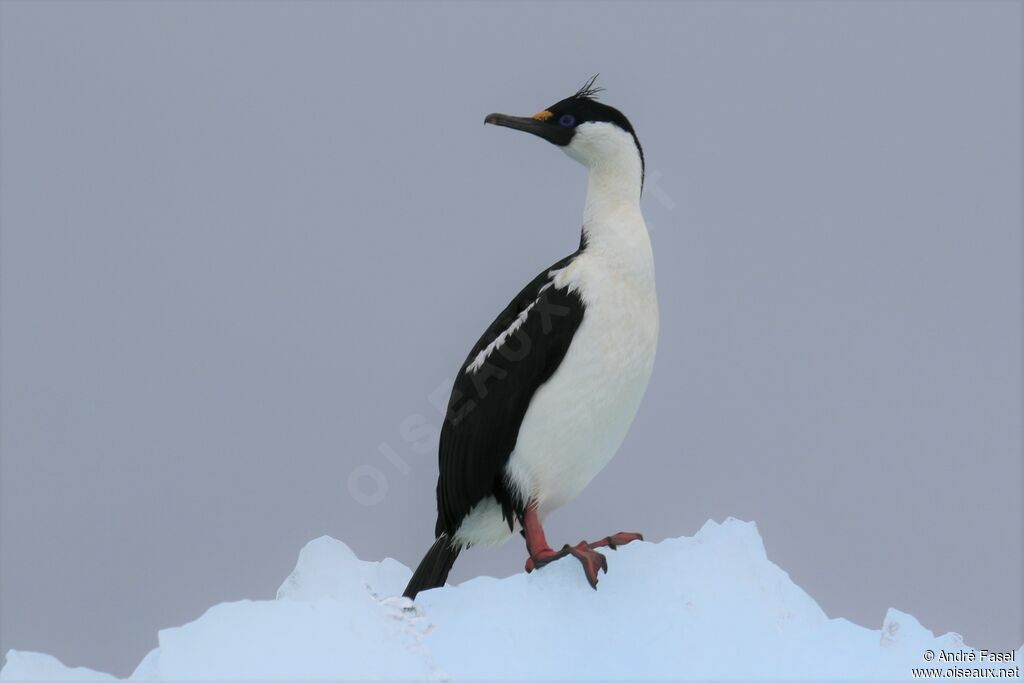 Antarctic Shag