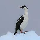 Cormoran antarctique