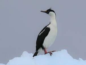 Cormoran antarctique