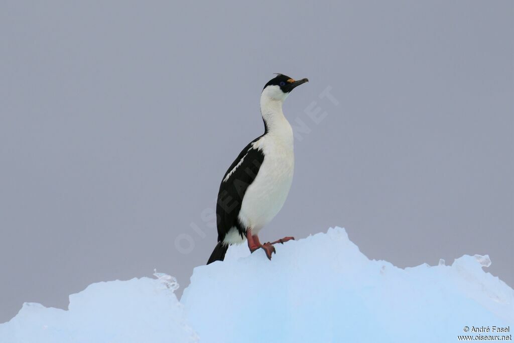 Antarctic Shag