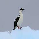 Cormoran antarctique