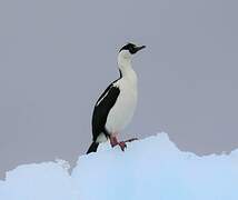 Antarctic Shag