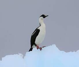 Cormoran antarctique