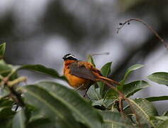 Rüppell's Robin-Chat