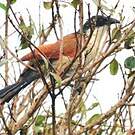 Coucal de Burchell