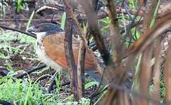 Coucal de Burchell
