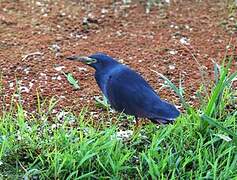 Rufous-bellied Heron