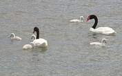 Cygne à cou noir