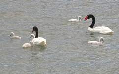 Cygne à cou noir