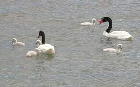 Cygne à cou noir