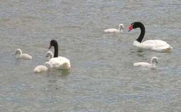 Cygne à cou noir