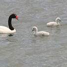 Cygne à cou noir