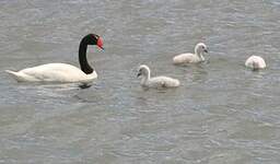 Cygne à cou noir