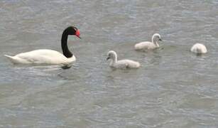 Cygne à cou noir
