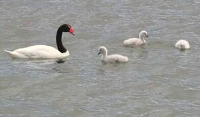 Cygne à cou noir