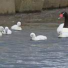 Cygne à cou noir