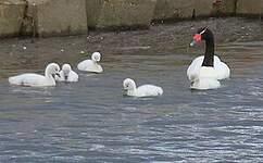 Cygne à cou noir
