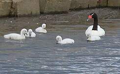 Cygne à cou noir