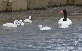Cygne à cou noir