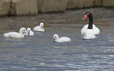 Cygne à cou noir