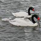 Cygne à cou noir