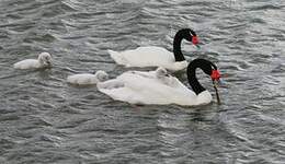 Cygne à cou noir