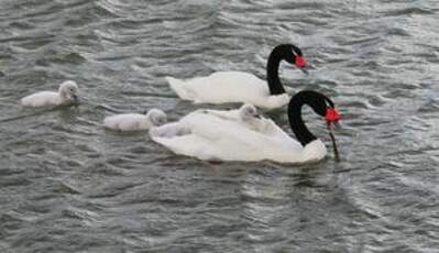 Cygne à cou noir