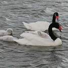 Cygne à cou noir