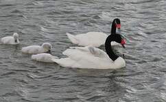 Cygne à cou noir