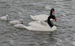 Cygne à cou noir
