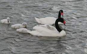 Cygne à cou noir