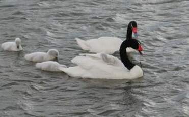 Cygne à cou noir