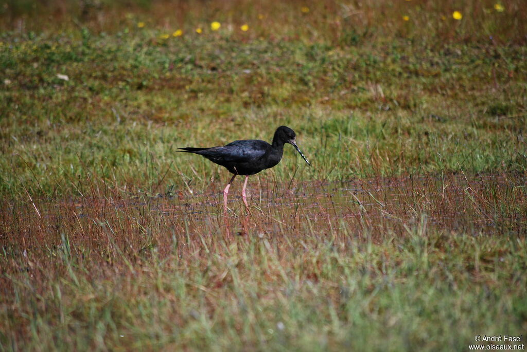 Black Stilt