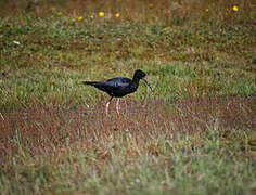 Black Stilt