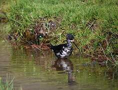 Black Stilt