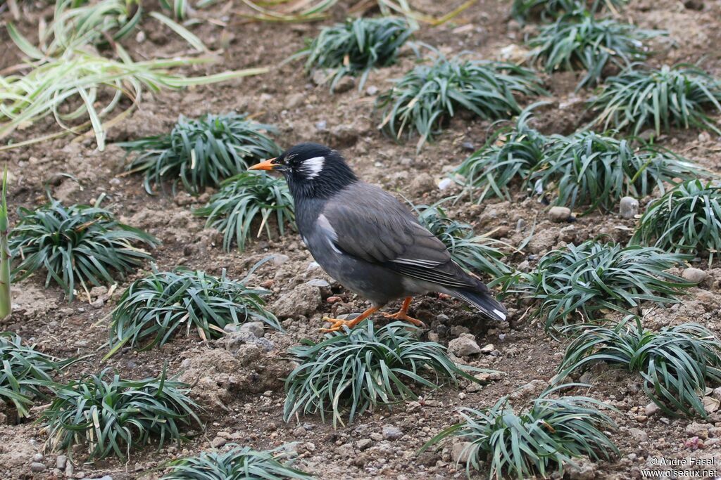 White-cheeked Starling