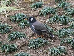 White-cheeked Starling