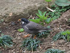 White-cheeked Starling