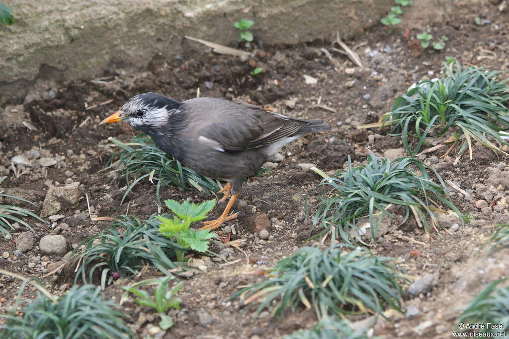 White-cheeked Starling