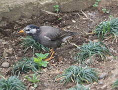 White-cheeked Starling