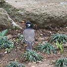 Étourneau gris