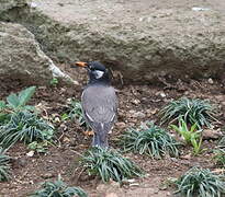 White-cheeked Starling