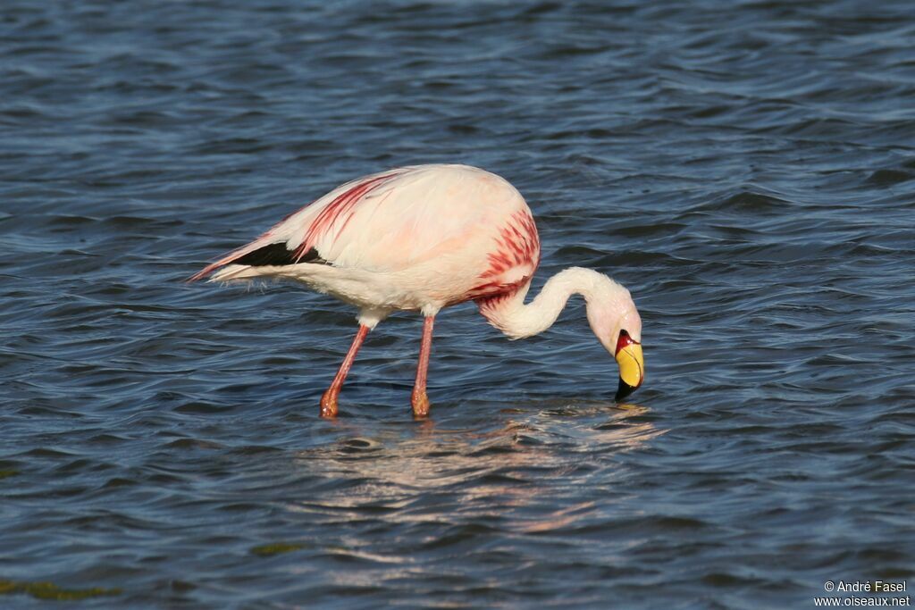 Flamant de James