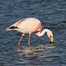 Flamant de James