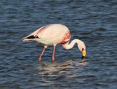 James's Flamingo